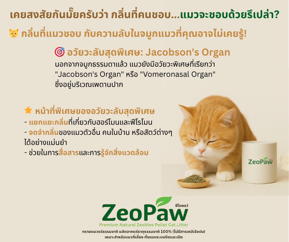 โครงสร้างของ Jacobson's Organ ในแมว