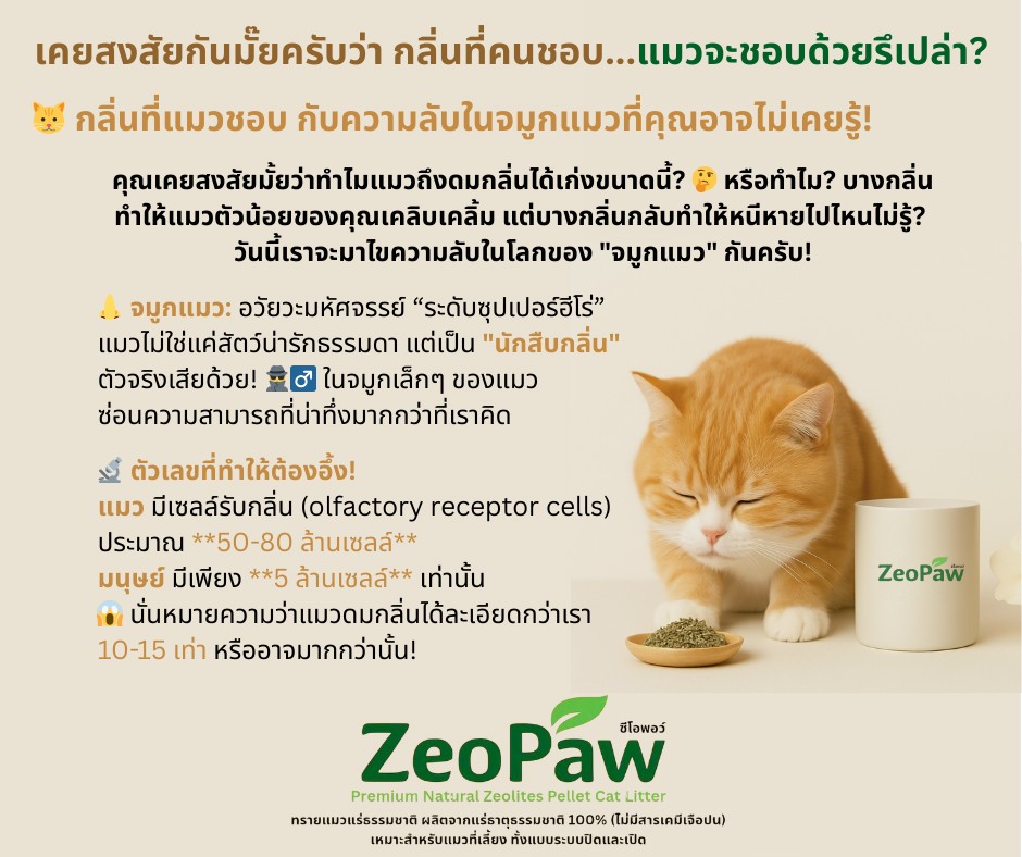 แผนภาพการรับรู้กลิ่นของแมว