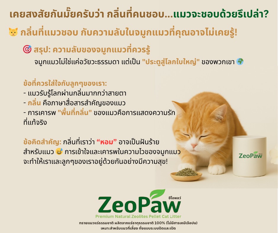 สรุปการรับรู้โลกผ่านกลิ่นของแมว